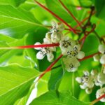 actinidia arguta kens red v19 maschio kiwi 1