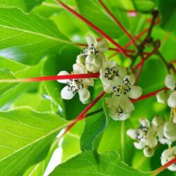 actinidia arguta kens red v19 maschio kiwi 1