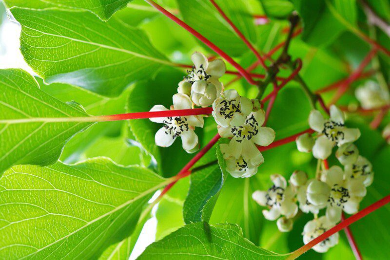 actinidia arguta kens red v19 maschio kiwi 1 actinidia arguta kens red v19 maschio kiwi 1