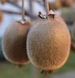 actinidia chinensis hayward femmina kiwi 1
