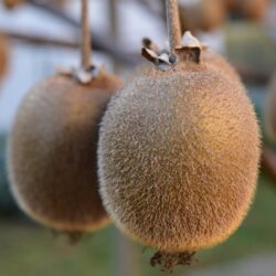actinidia chinensis hayward femmina kiwi 1