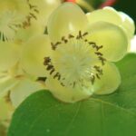 actinidia chinensis hayward maschio kiwi 1