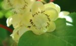 actinidia chinensis hayward maschio kiwi 1