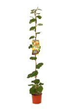 actinidia chinensis hayward maschio kiwi 2 1