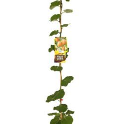 actinidia chinensis hayward maschio kiwi 2 1