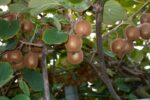 actinidia chinensis minkigold femmina kiwi 1