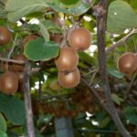 actinidia chinensis minkigold femmina kiwi 1