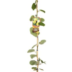 actinidia chinensis minkigold femmina kiwi 2 1