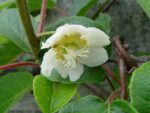 actinidia chinensis minkigold maschio kiwi 1