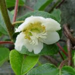 actinidia chinensis minkigold maschio kiwi 1