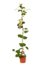 actinidia chinensis minkigold maschio kiwi 2 1