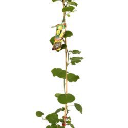 actinidia chinensis minkigold maschio kiwi 2 1