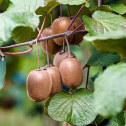 actinidia chinensis solissimo autofertile kiwi