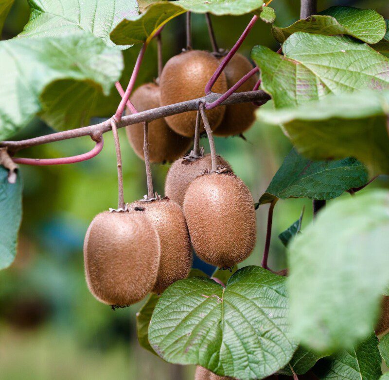 actinidia chinensis solissimo autofertile kiwi actinidia chinensis solissimo autofertile kiwi