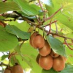 actinidia deliciosa solo autofertile kiwi