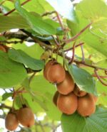 actinidia deliciosa solo autofertile kiwi