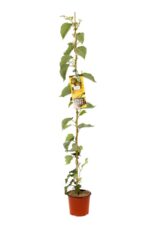 actinidia deliciosa solo autofertile kiwi 2