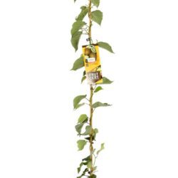actinidia deliciosa solo autofertile kiwi 2