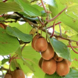 actinidia deliciosa solo autofertile kiwi