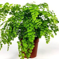 adiantum fragrans felce