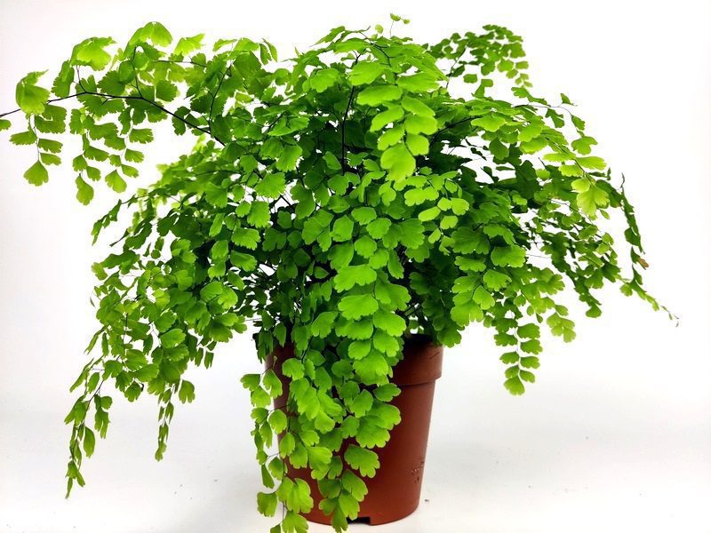 adiantum fragrans felce adiantum fragrans felce