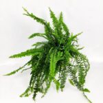 adiantum hispidulum felce 1