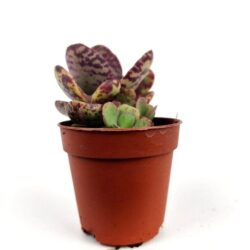 adromischus cooperi 1
