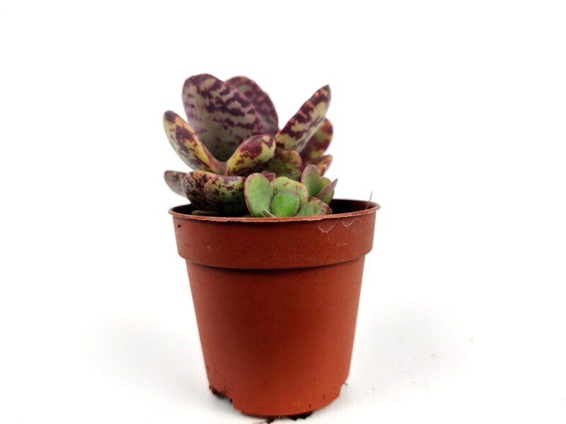 adromischus cooperi 1