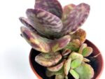 adromischus cooperi