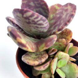 adromischus cooperi