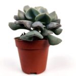 adromischus liebenbergii