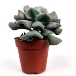 adromischus liebenbergii