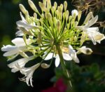 agapanthus africanus blanc agapanto 1