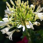 agapanthus africanus blanc agapanto 1