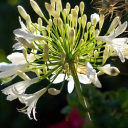 agapanthus africanus blanc agapanto 1