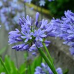 agapanthus africanus blue agapanto 2