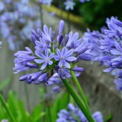 agapanthus africanus blue agapanto 2