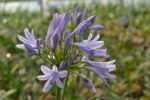 agapanthus africanus pitchoune blue rifiorente agapanto