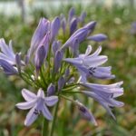 agapanthus africanus pitchoune blue rifiorente agapanto