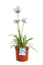 agapanthus africanus pitchoune blue rifiorente agapanto 2