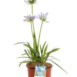 agapanthus africanus pitchoune blue rifiorente agapanto 2
