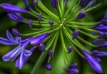 agapanthus africanus pitchoune violet rifiorente agapanto