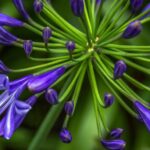 agapanthus africanus pitchoune violet rifiorente agapanto