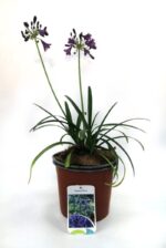 agapanthus africanus pitchoune violet rifiorente agapanto 2