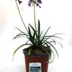 agapanthus africanus pitchoune violet rifiorente agapanto 2
