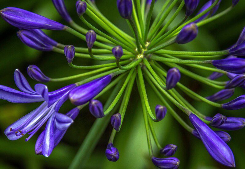 agapanthus africanus pitchoune violet rifiorente agapanto agapanthus africanus pitchoune violet rifiorente agapanto