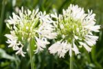 agapanthus africanus pitchoune white rifiorente agapanto