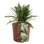 agapanthus africanus pitchoune white rifiorente agapanto 2