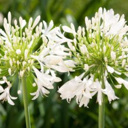 agapanthus africanus pitchoune white rifiorente agapanto