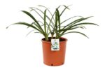 agapanthus africanus twister agapanto 1